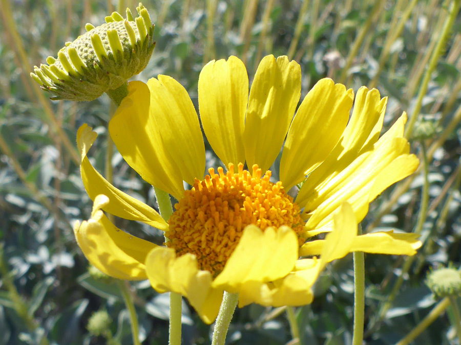 Two flowerheads