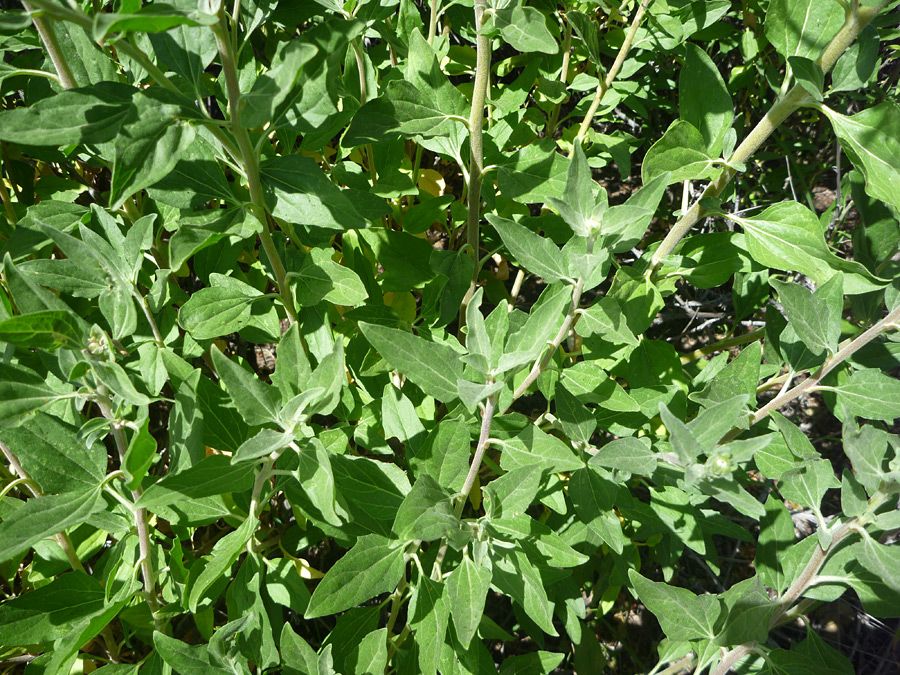 Leaves