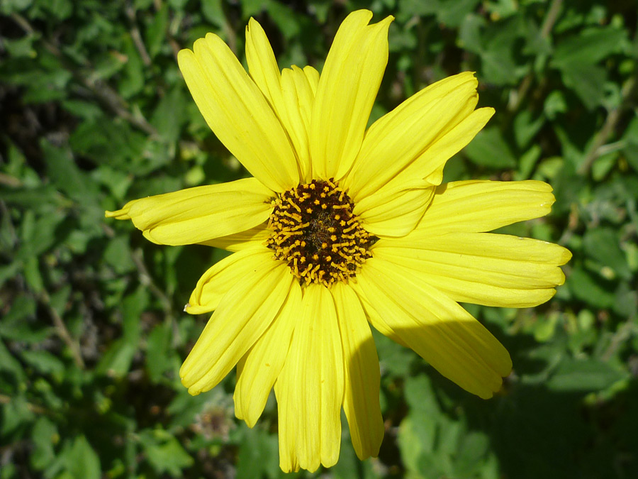 Yellow flower