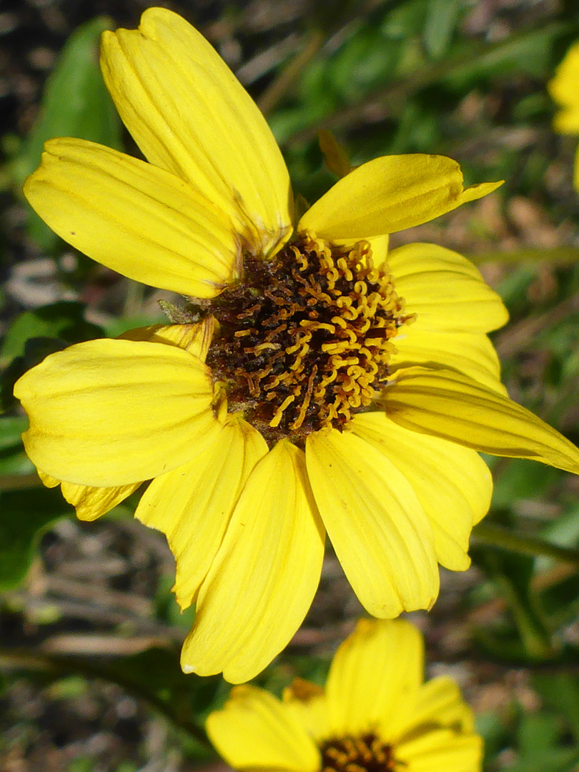 Yellow flowerhead