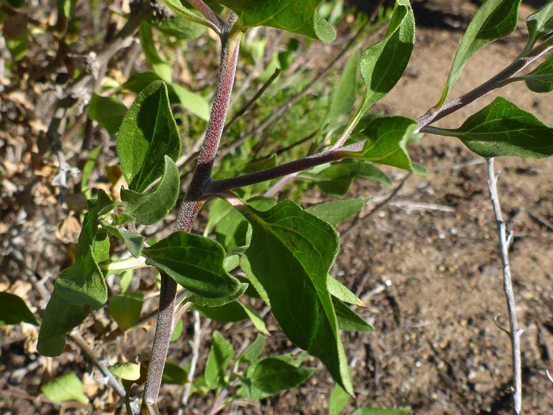 Stem and leaves