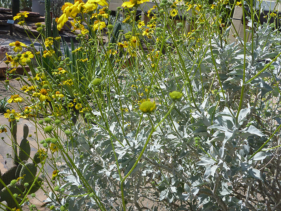 Flowers and leaves