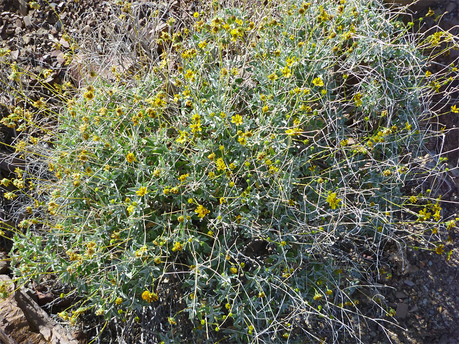 Many flowers