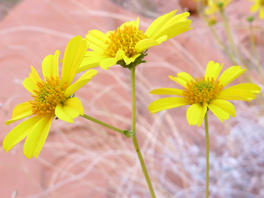 Branched stalk