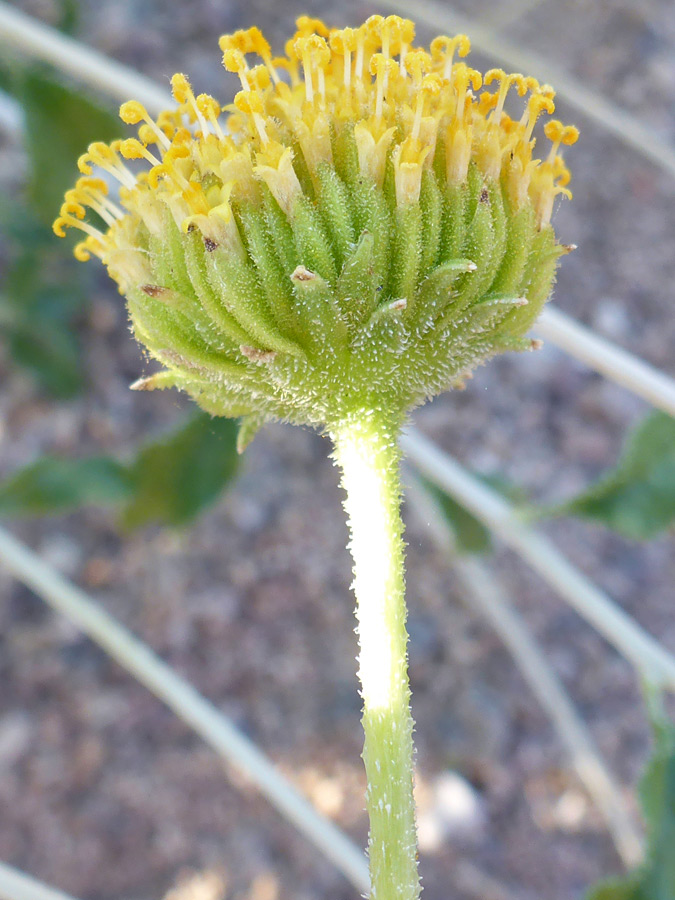 Green phyllaries