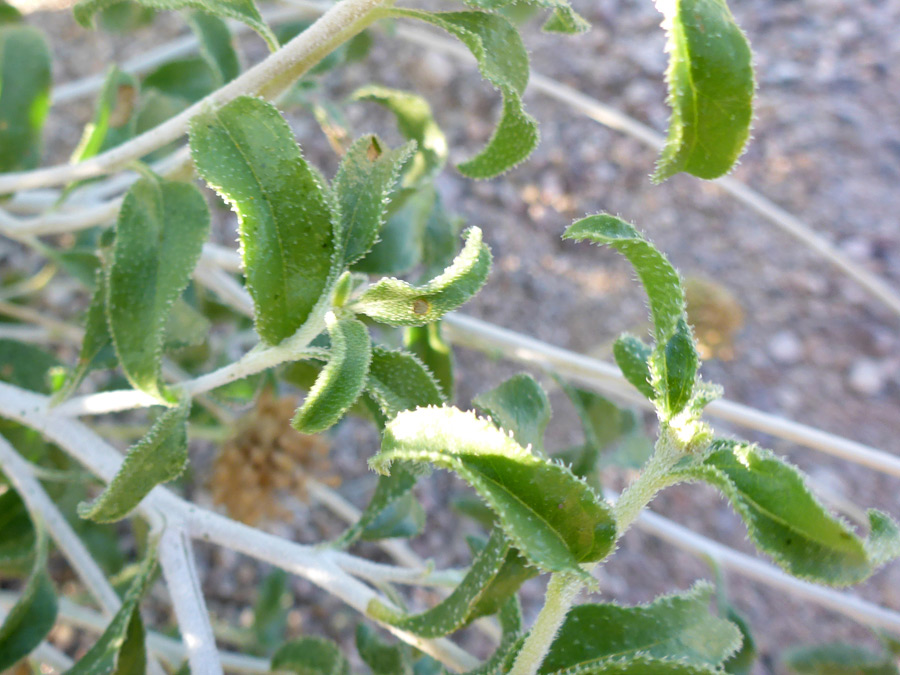 Toothed leaves