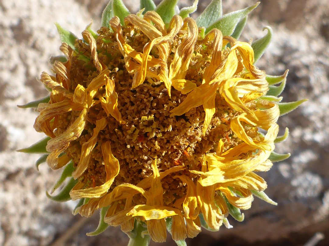 Withered flowerhead