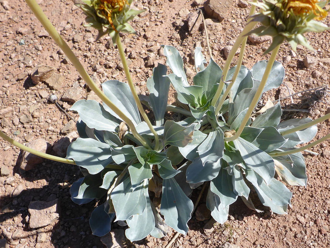 Leaves and stems