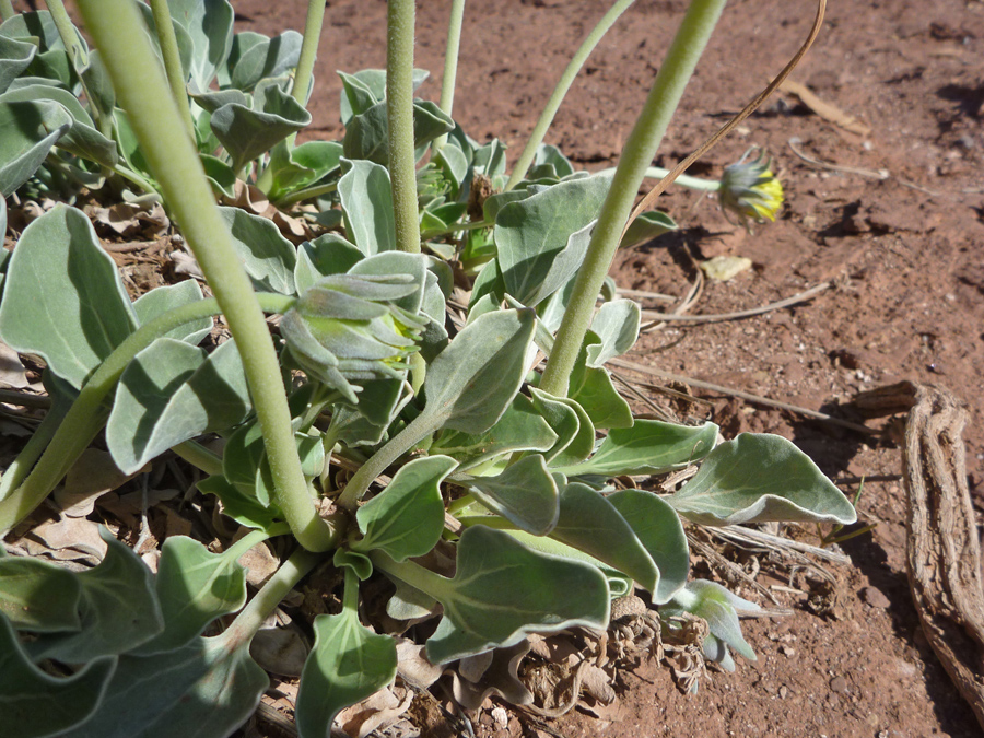 Basal leaves