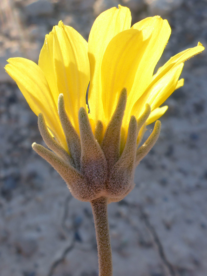 Florets and phyllaries