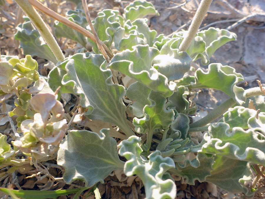 Var corrugata