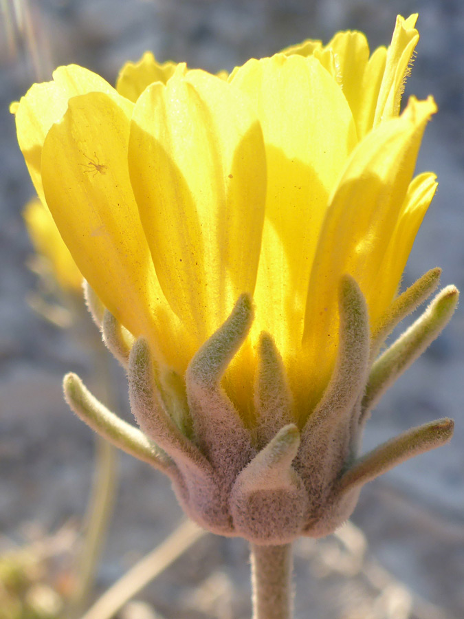 Hairy phyllaries