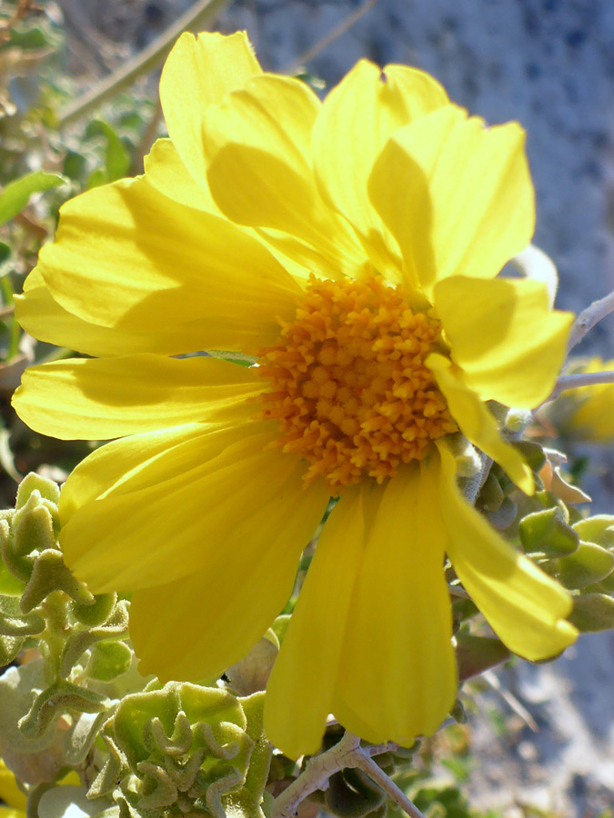 Flowerhead