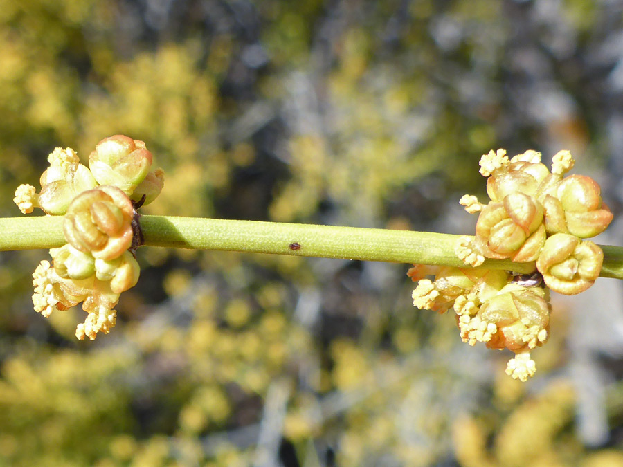 Pollen cones