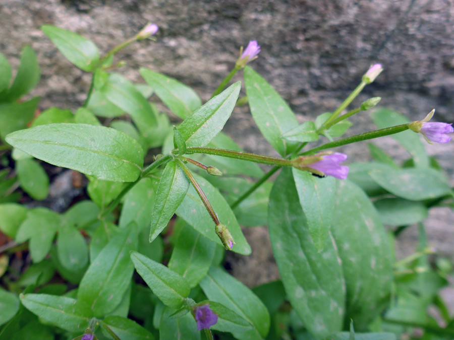 Small pink flowers