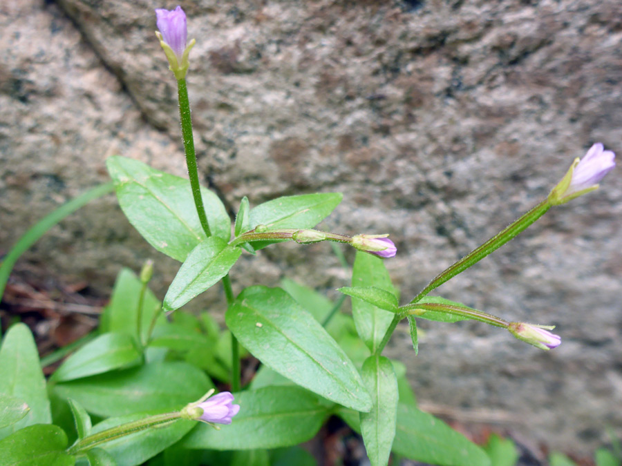 Group of flowers