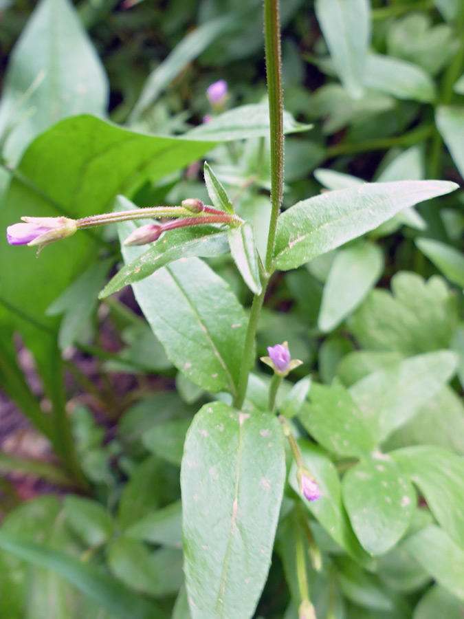 Stem and leaves