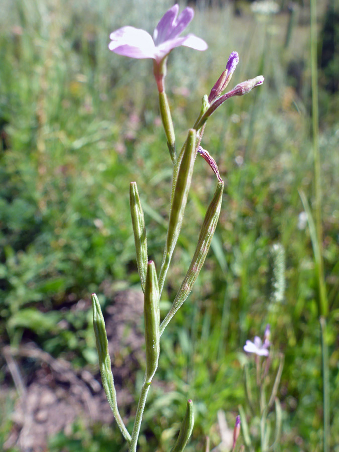 Withered flowers