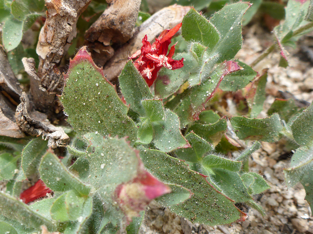 Hairy leaves