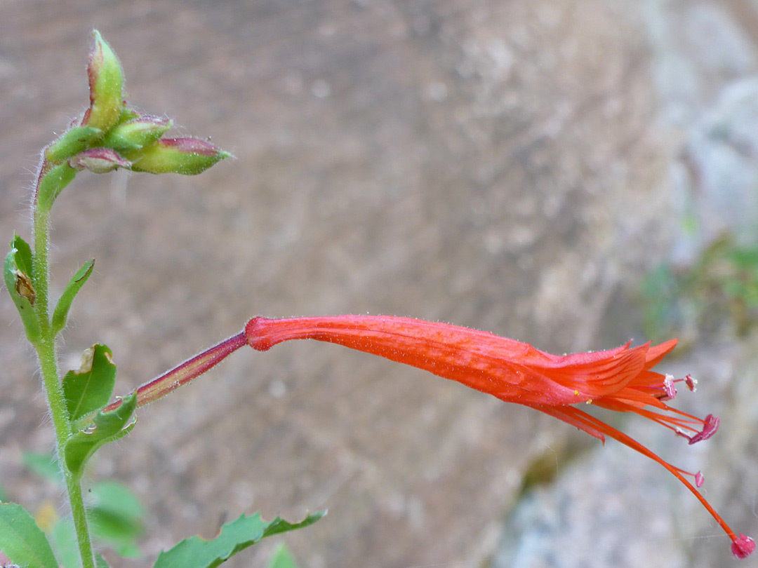 Single flower