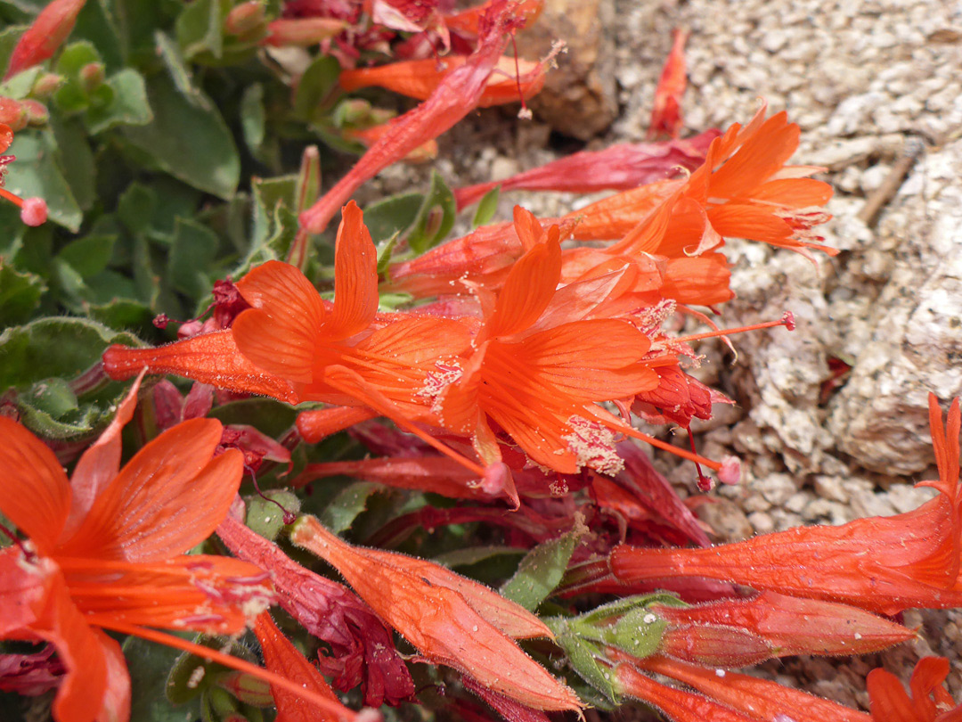 Red flowers