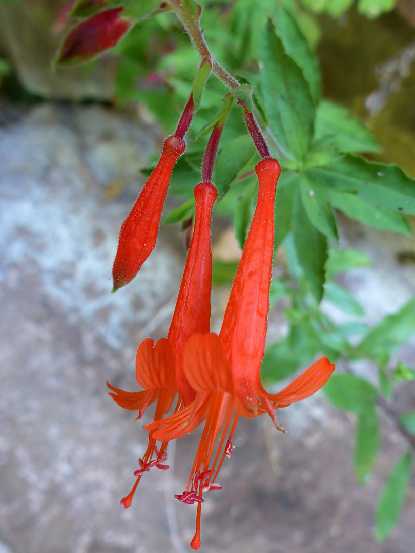 Three flowers