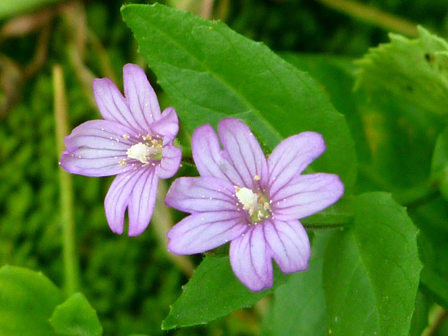 Flowers and leaves