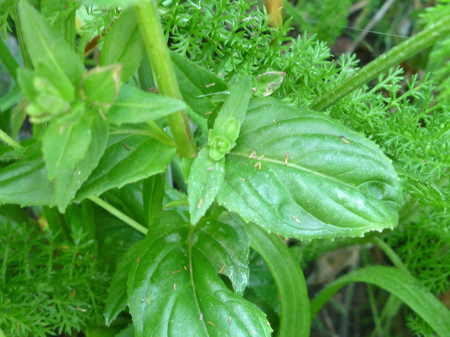 Stems and leaves