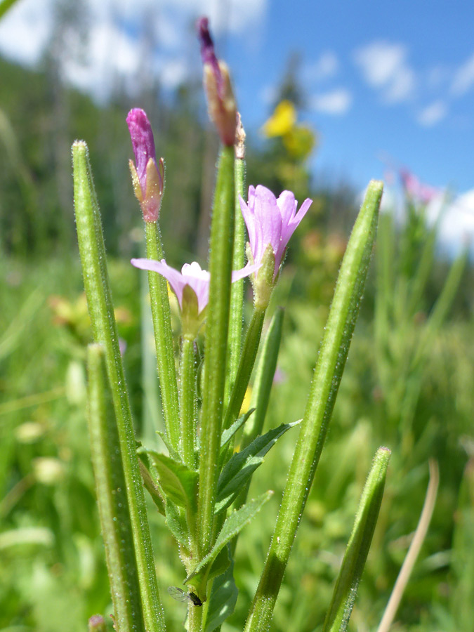 Long pedicels