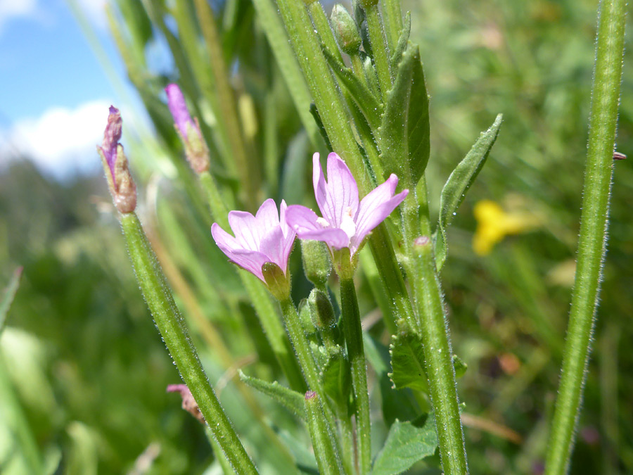 Flowers and upper stem leaves