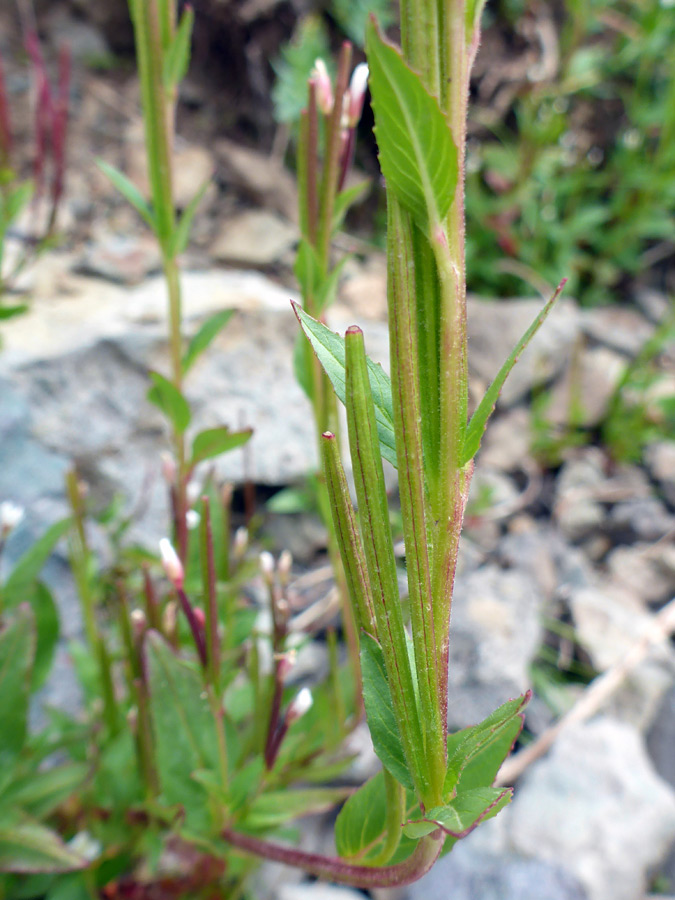 Green capsules