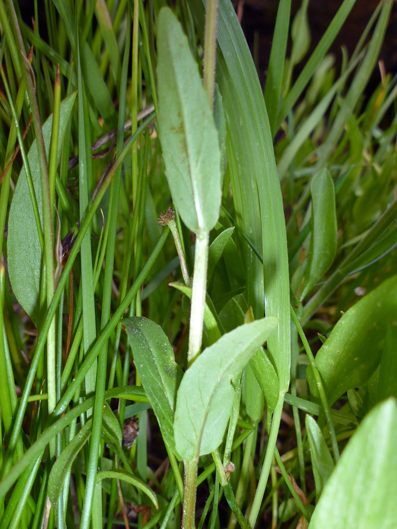Toothed, opposite leaves