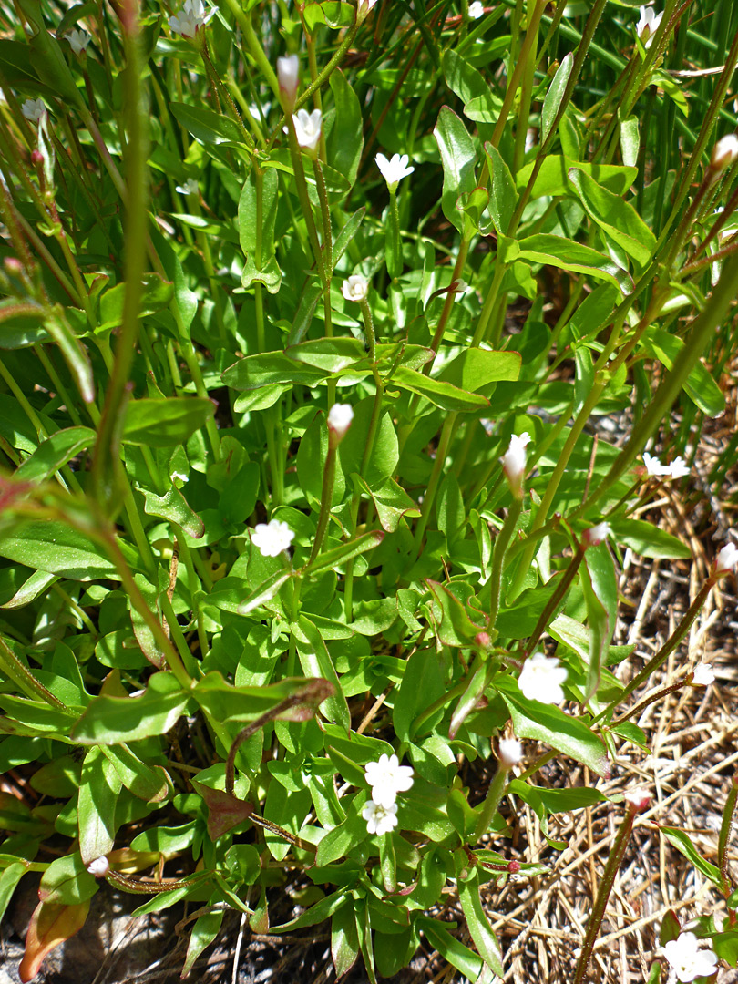 Group of stems