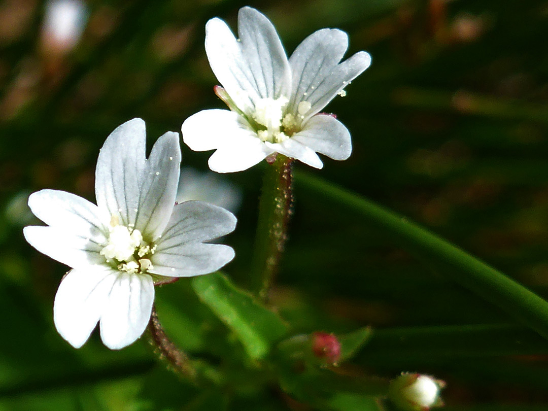 Veined petals