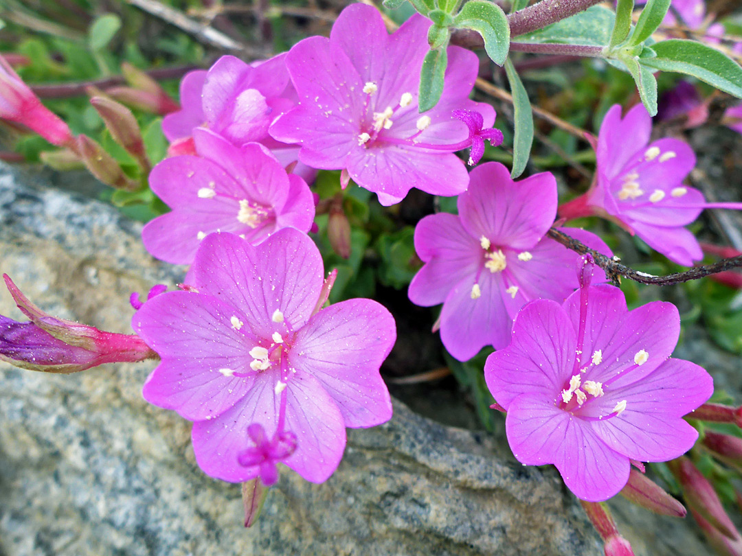 Group of flowers