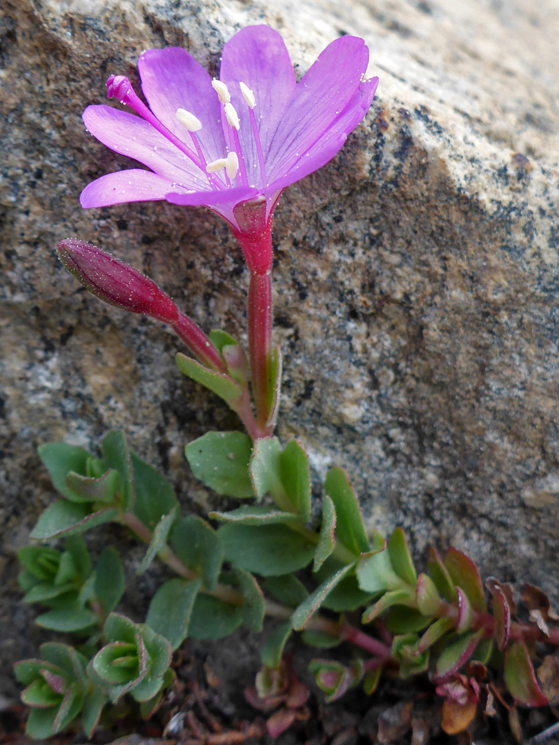 Bud and flower