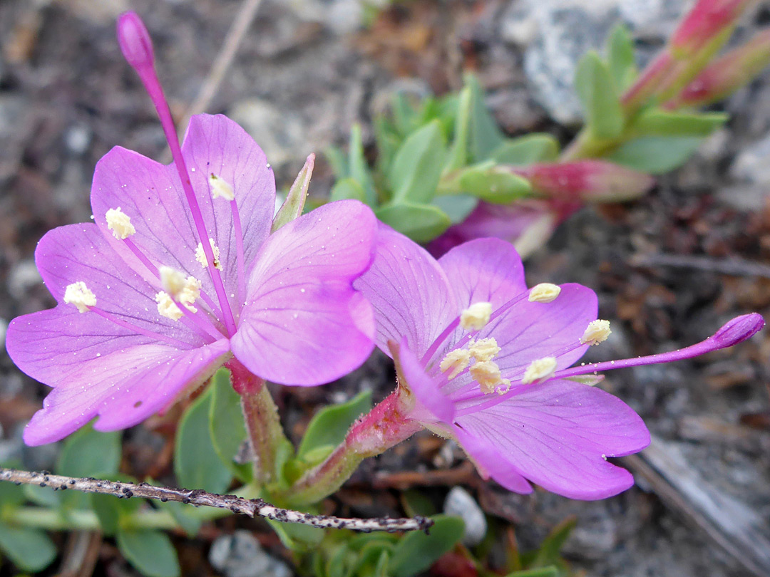 Two pink flowers