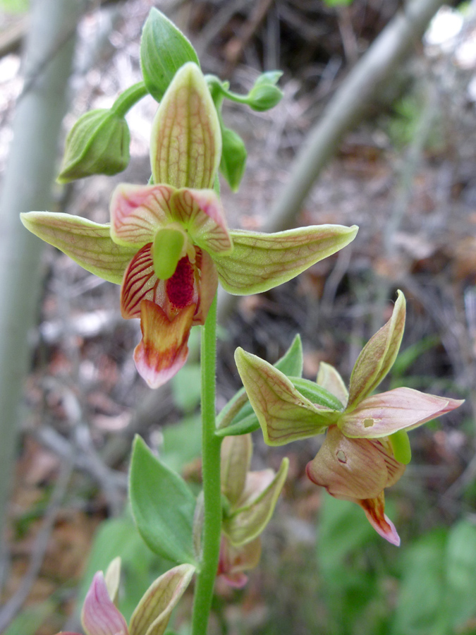 Greenish-red flower