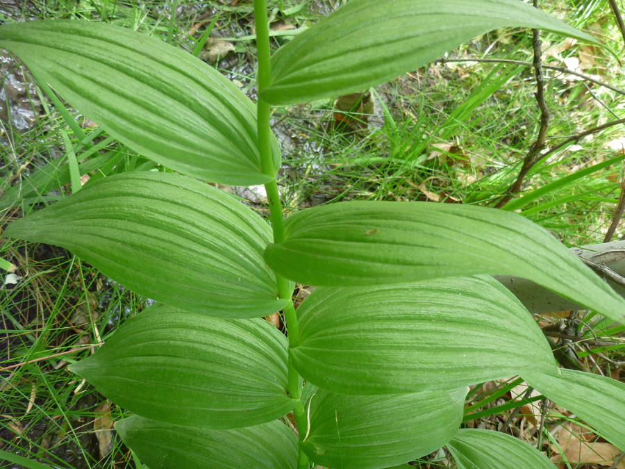 Wide leaves