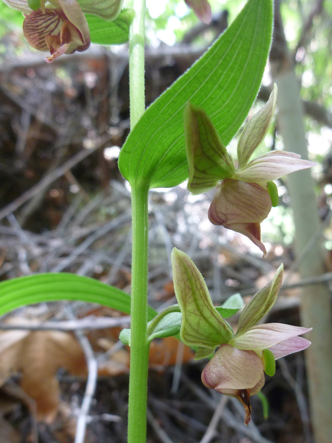 Two flowers