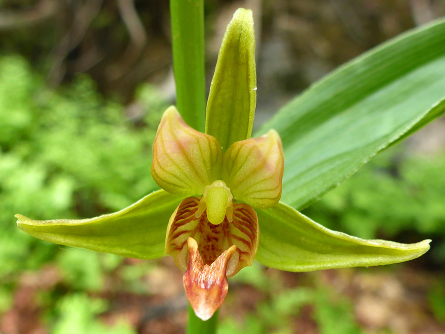 Fully open flower