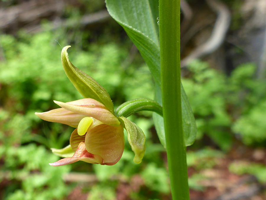 Side view of a flower