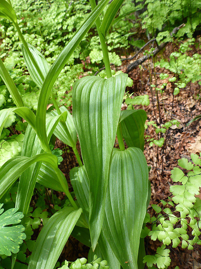 Grooved stem leaves