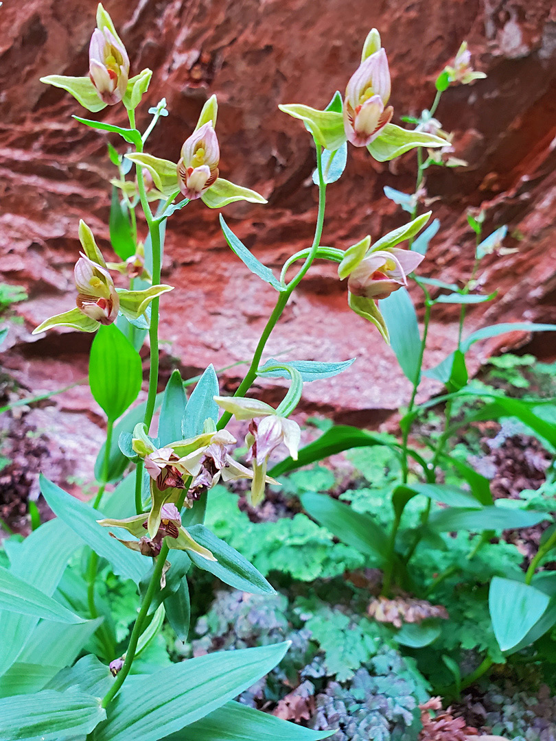 Tall stems