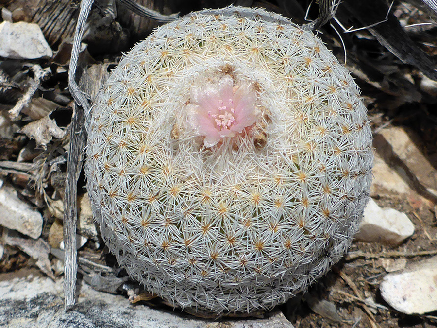 Dense white spines