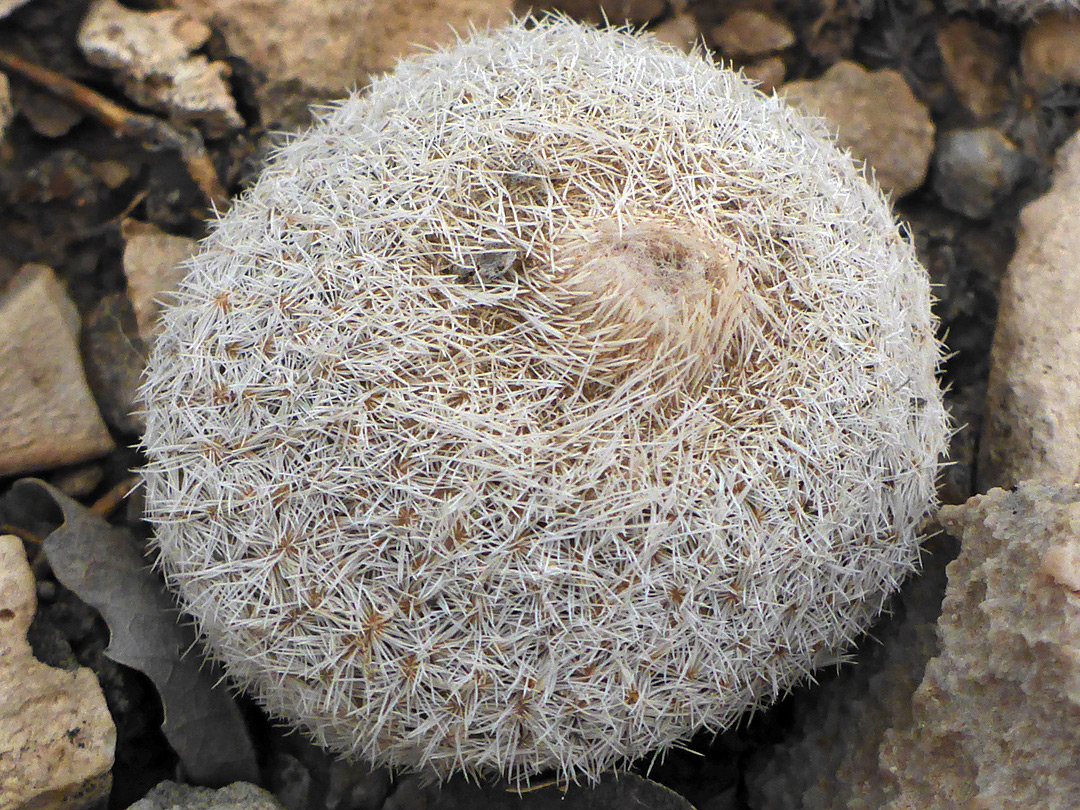 Asymmetric stem
