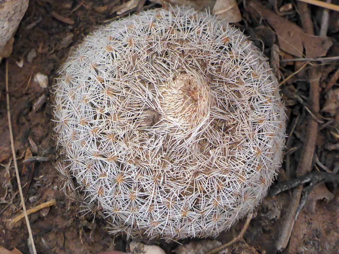 Spiny stem