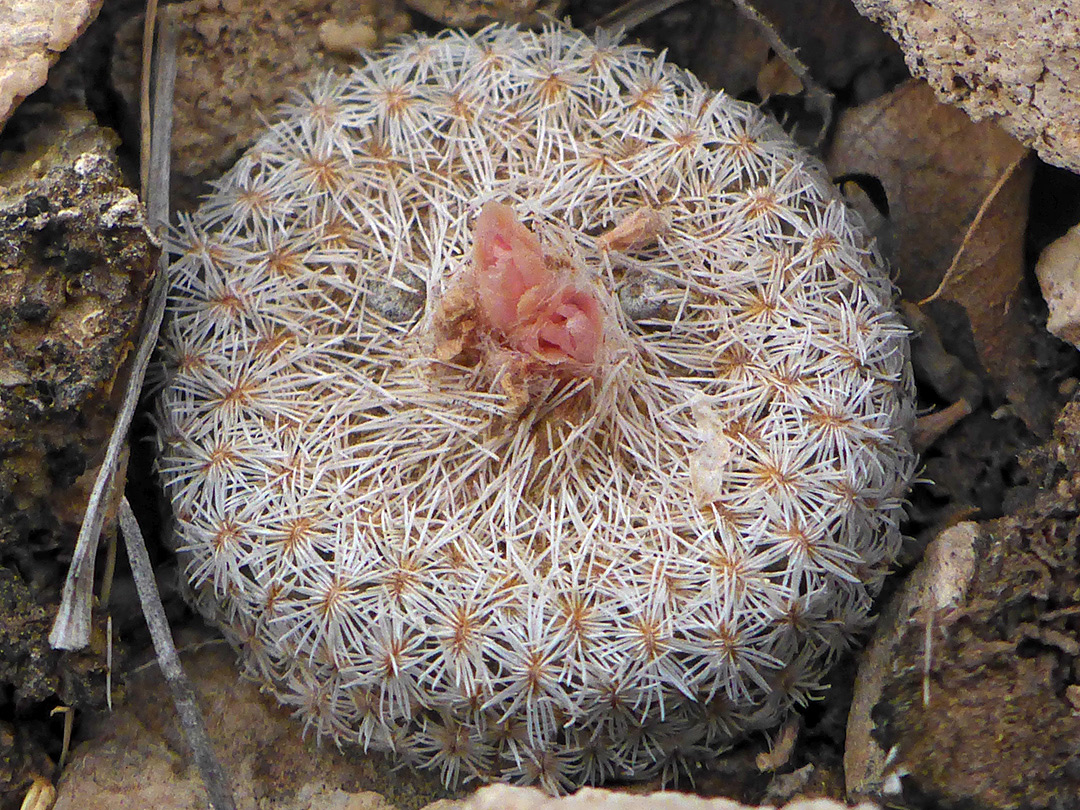 Pink buds
