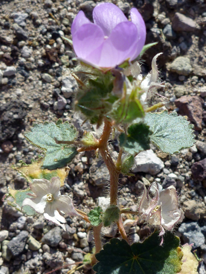 Stem and leaves