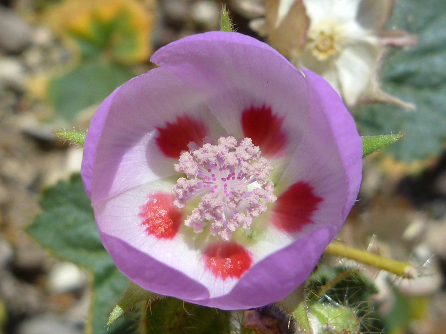 Pink flower with red spots